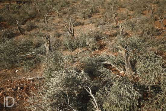 ID/ Wahaj Bani Moufleh